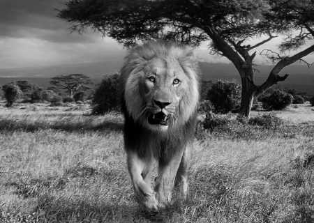 lion, africa, wildcat-588110.jpg