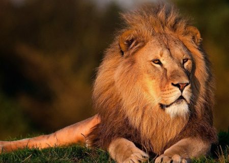 lion, lion king, forest king lion-794962.jpg